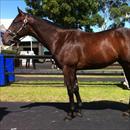 Inglis Easter Yearling Sale 2011 Lot 250 Fastnet Rock x Fortunata colt